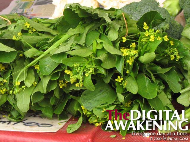 Flowering Chinese cabbage - choy sum