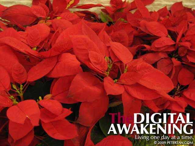 Poinsettia at The Gardens Mall