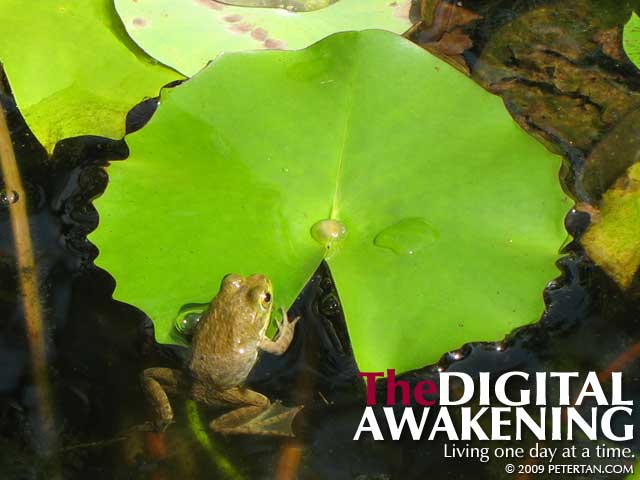 Frog clinging on to lily pad