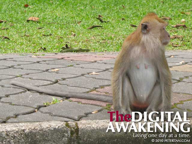 Long-tailed macaque of Penang Botanic Gardens