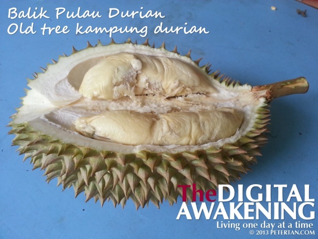 Old tree no name Balik Pulau durian