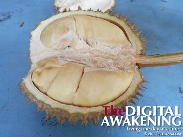 Old tree no-name kampung durian from Balik Pulau